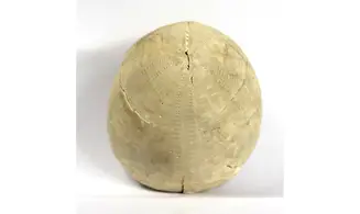 Echinocorys limburgicus