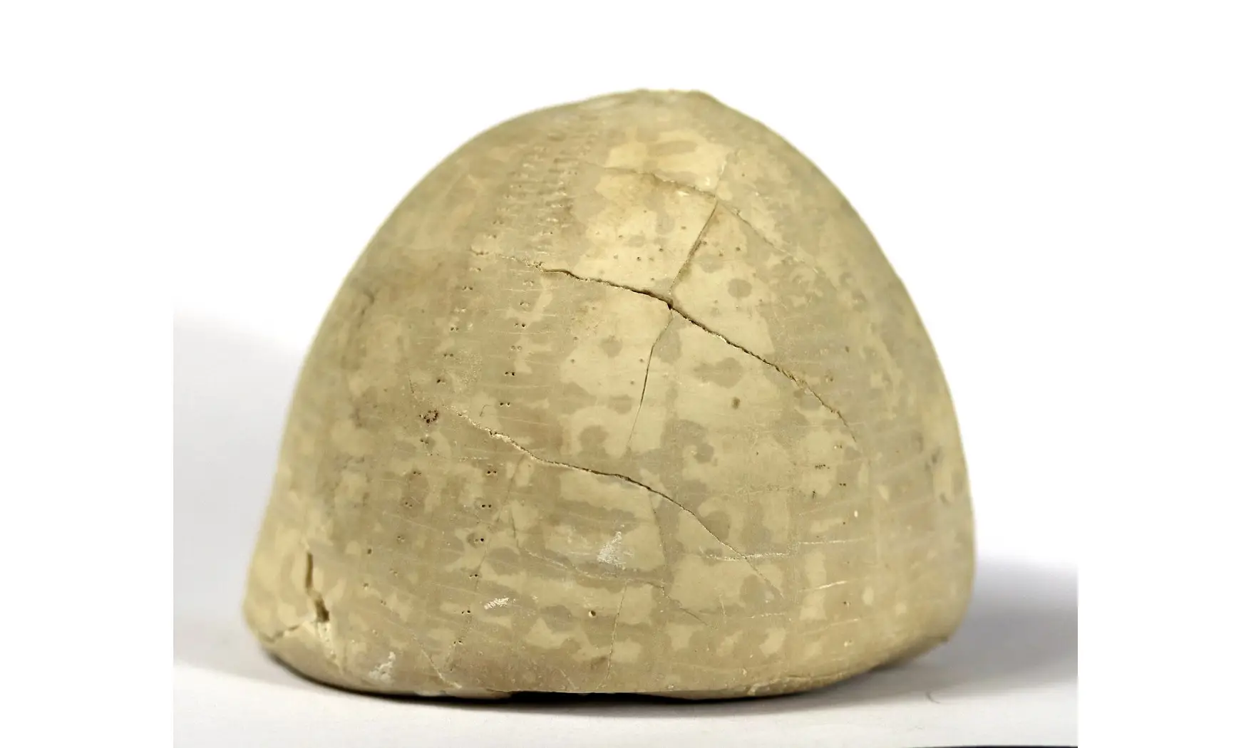 Echinocorys limburgicus
