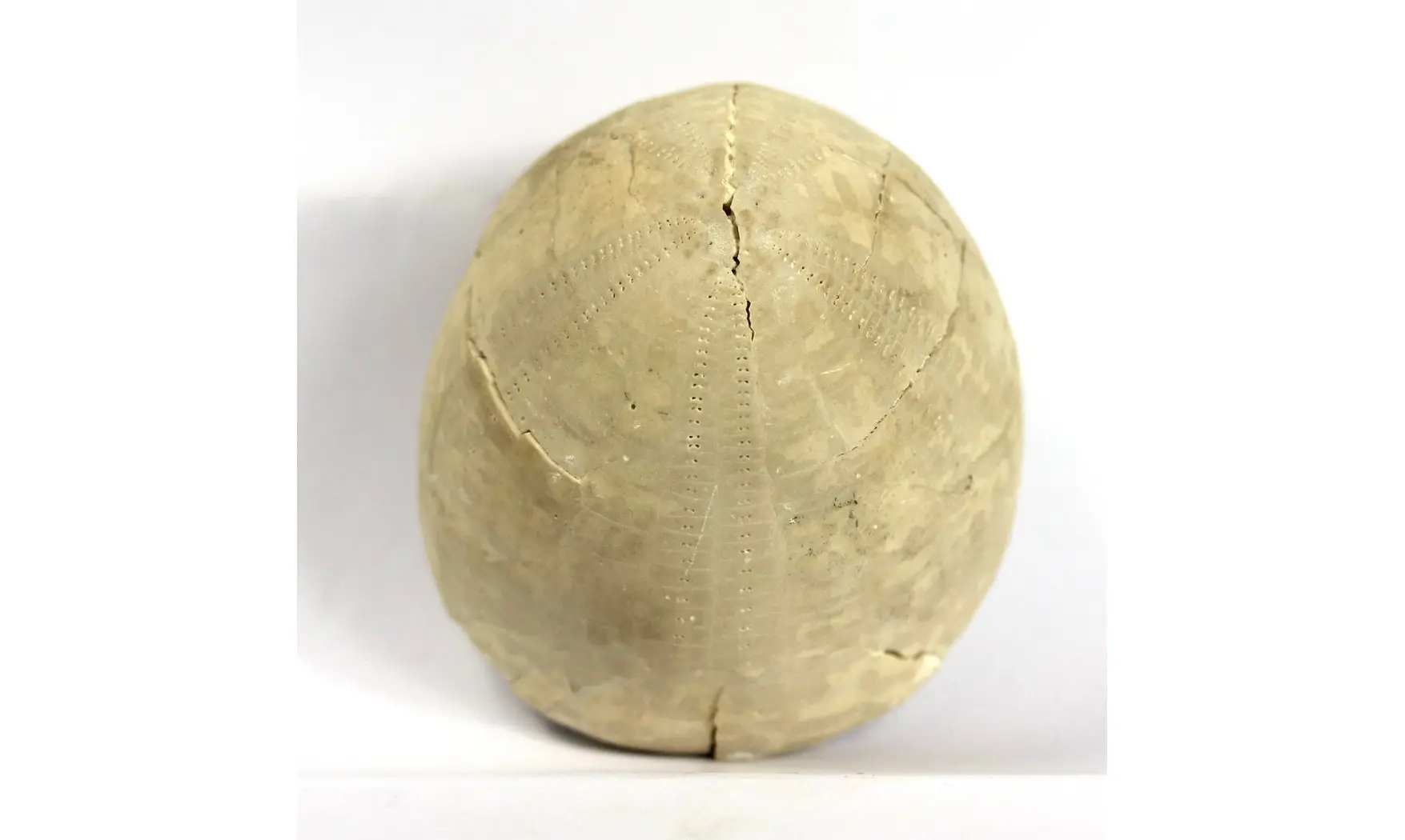 Echinocorys limburgicus