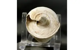 Telescopium telescopium