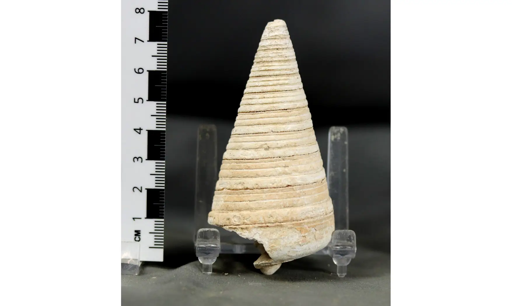 Telescopium telescopium