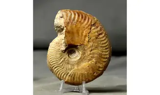 Ancolioceras aff. umbilicatum