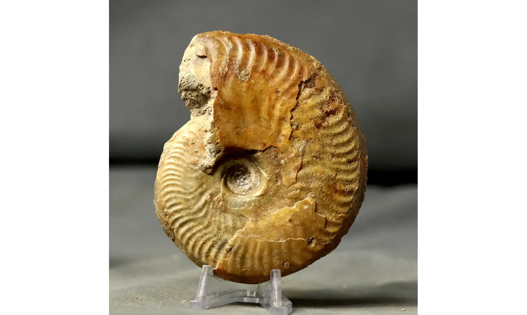 Ancolioceras aff. umbilicatum