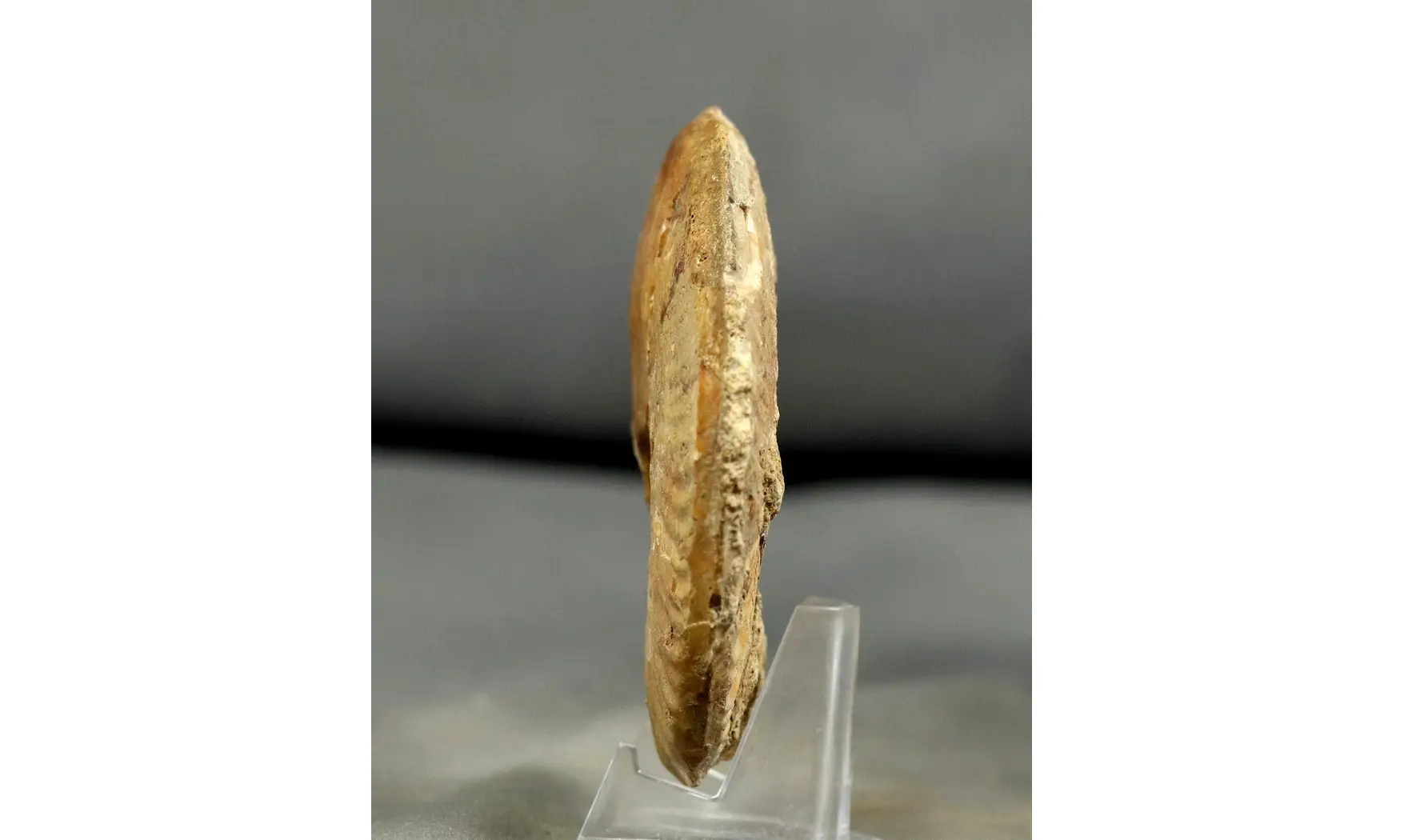 Ancolioceras aff. umbilicatum