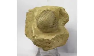 Conulus subrotunda