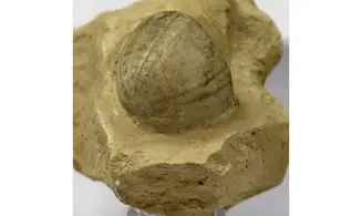 Conulus subrotunda