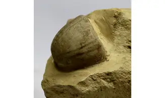Conulus subrotunda
