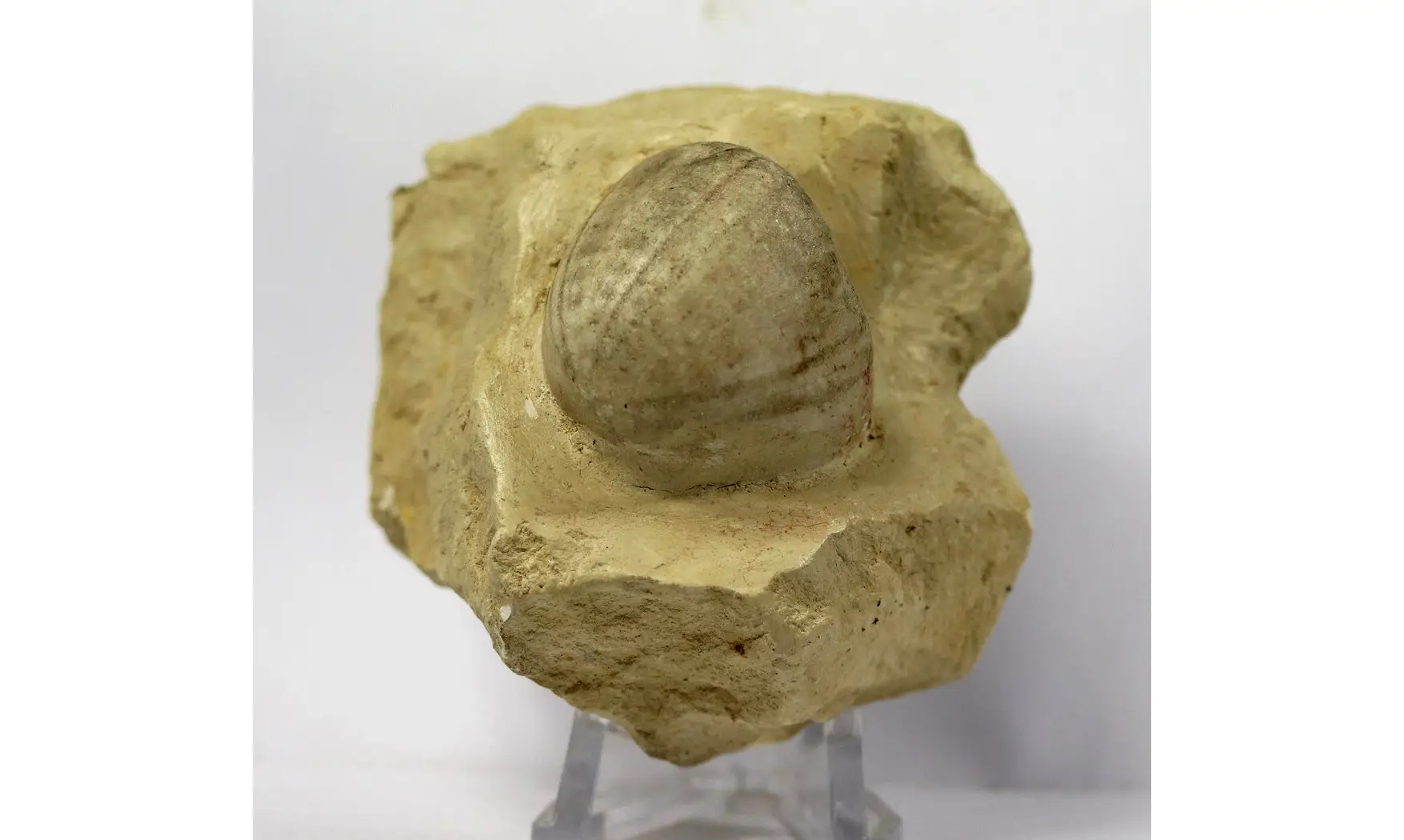Conulus subrotunda