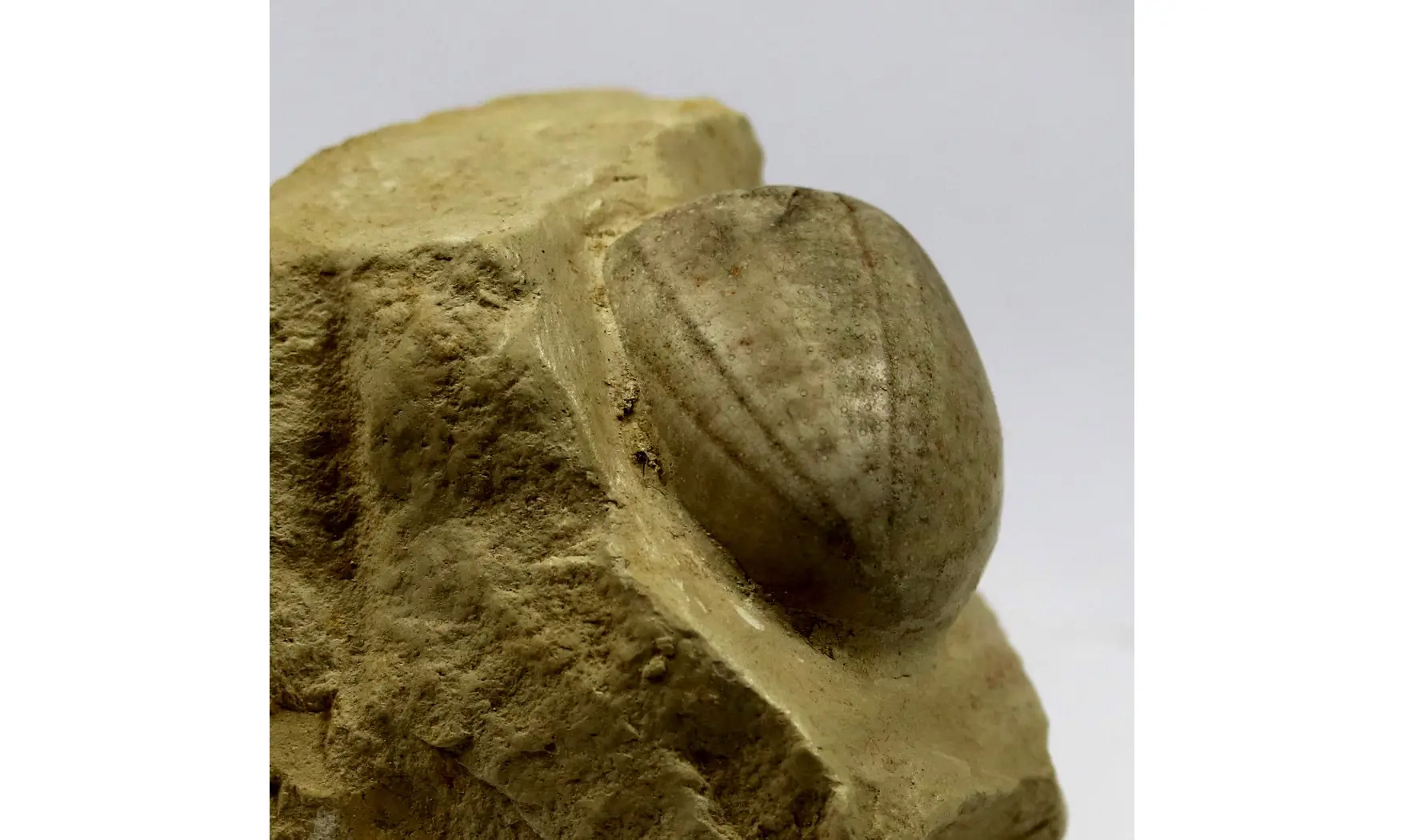 Conulus subrotunda