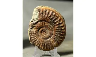 Arieticeras algovanium