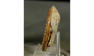 Arieticeras algovanium