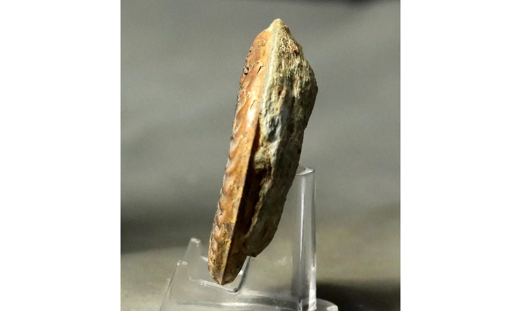 Arieticeras algovanium