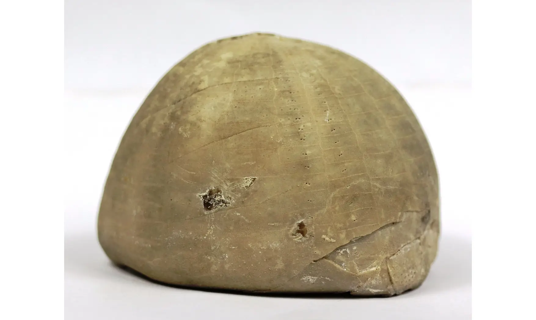 Echinocorys limburgicus