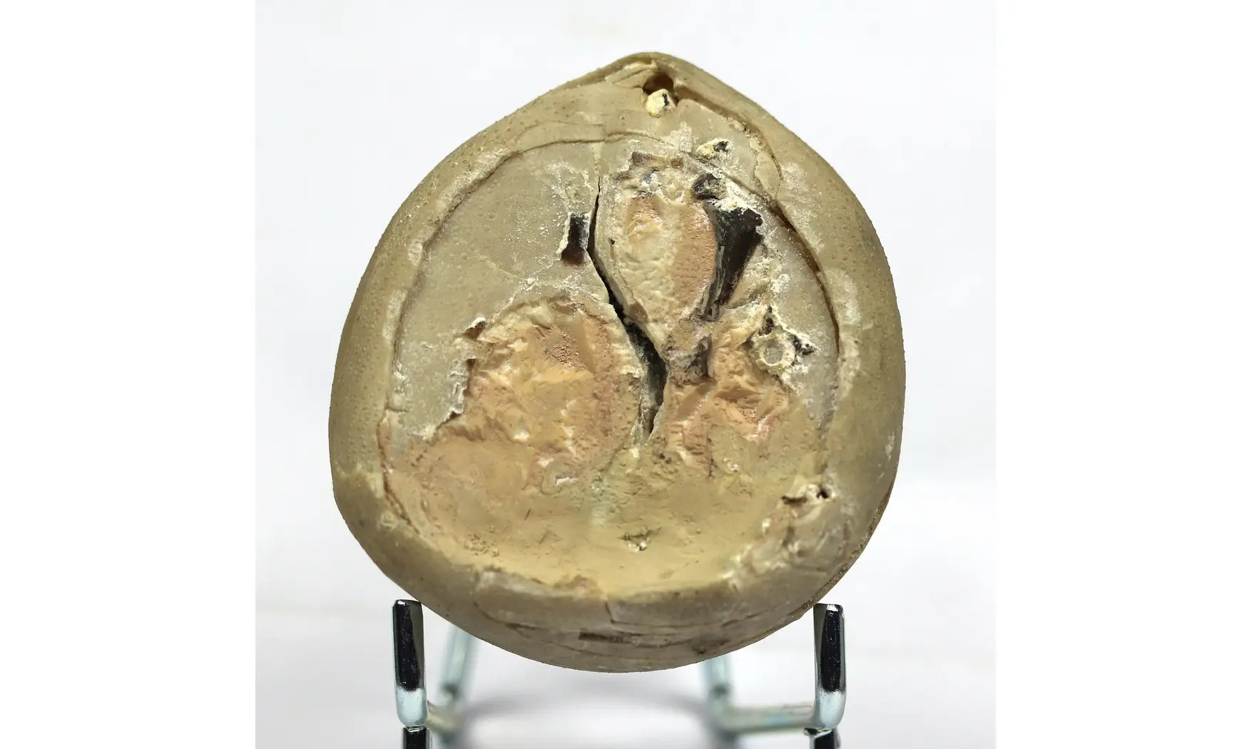 Echinocorys limburgicus
