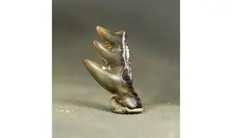 Hexanchus primigenus