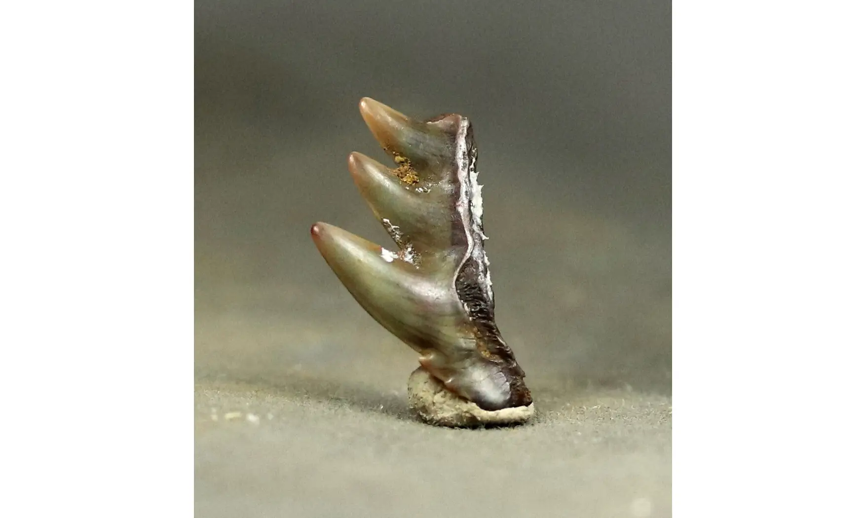 Hexanchus primigenus