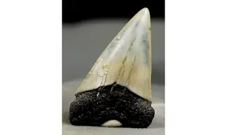 Isurus hastalis