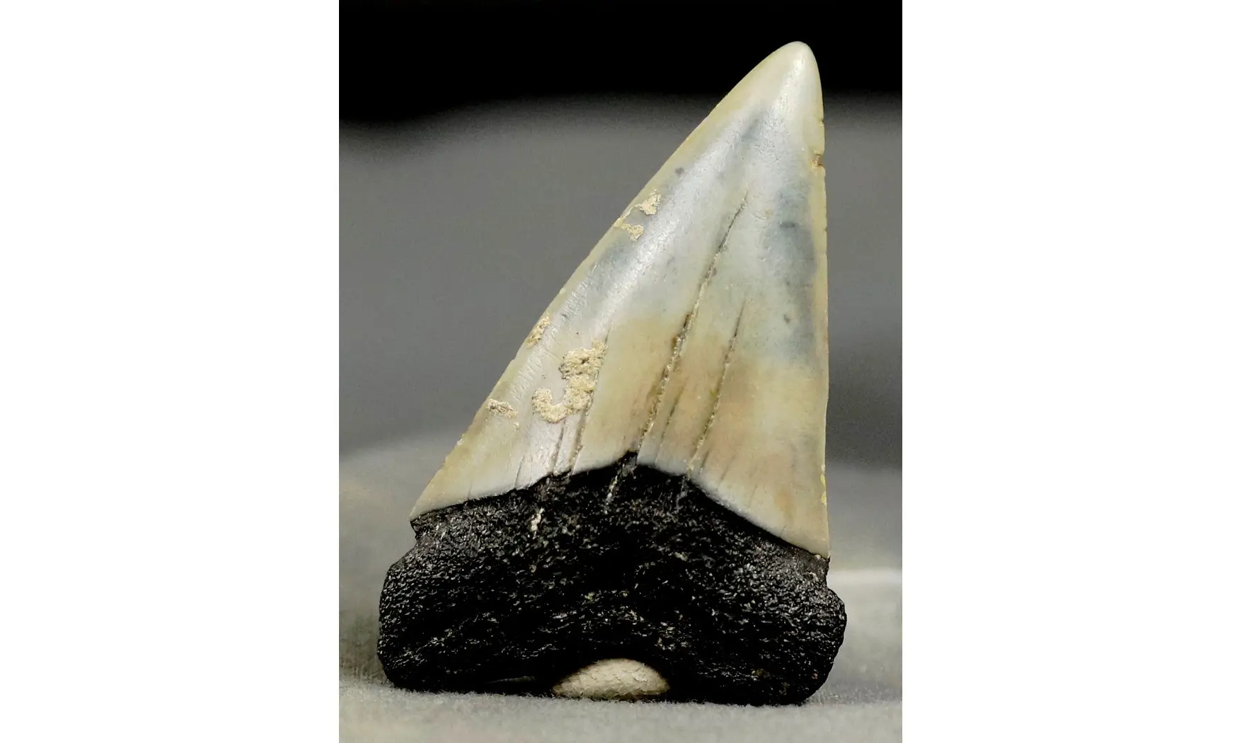 Isurus hastalis