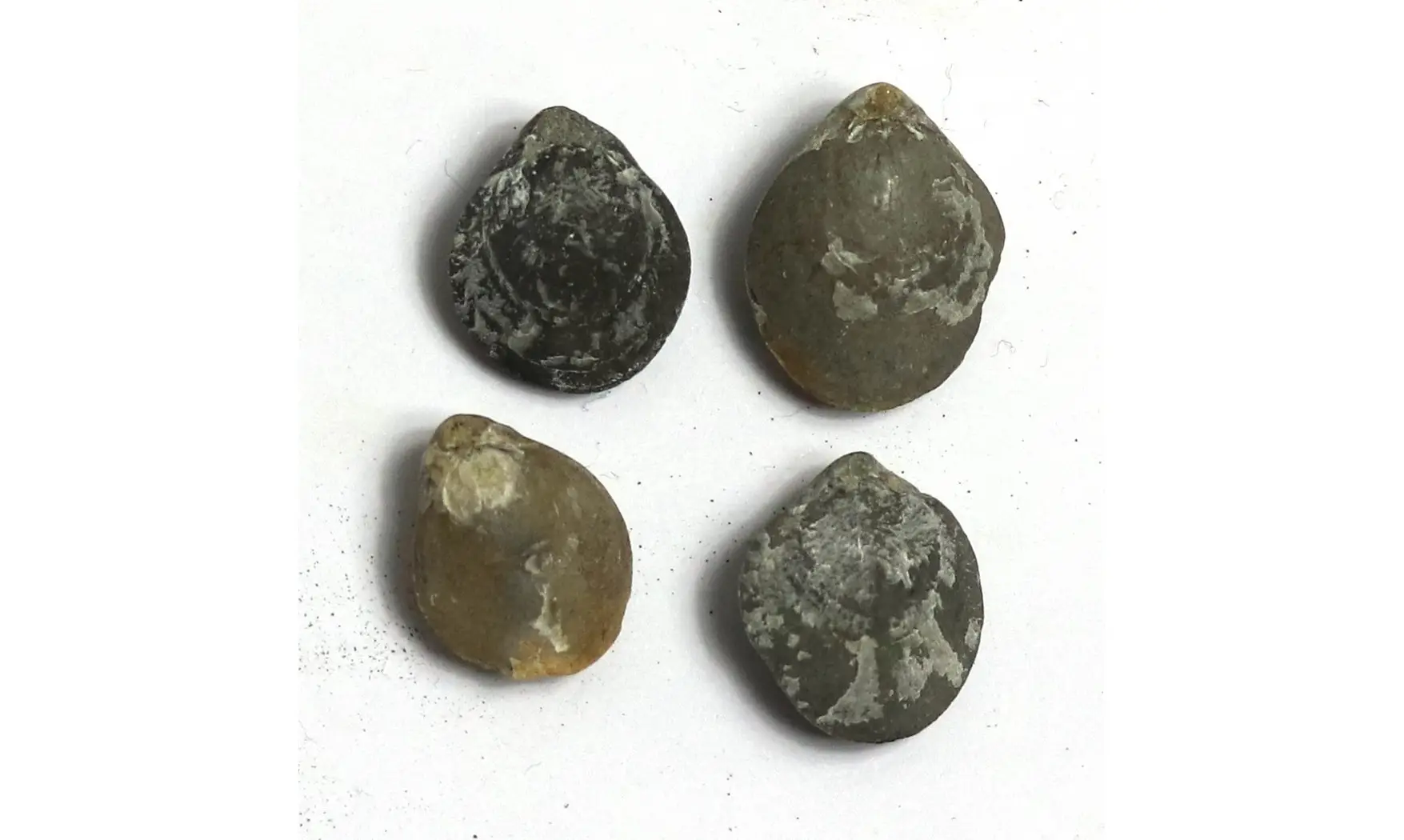 Lobothyris punctata