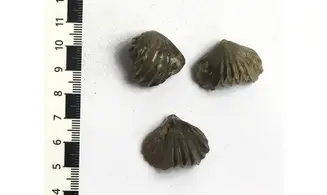 Tetrarhynchia dumbletonensis