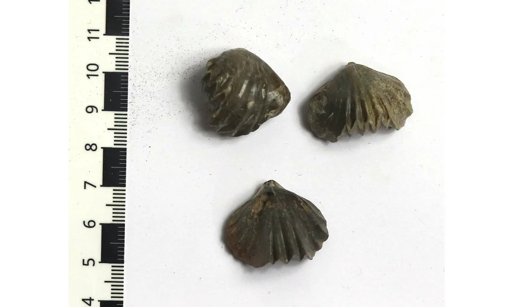 Tetrarhynchia dumbletonensis