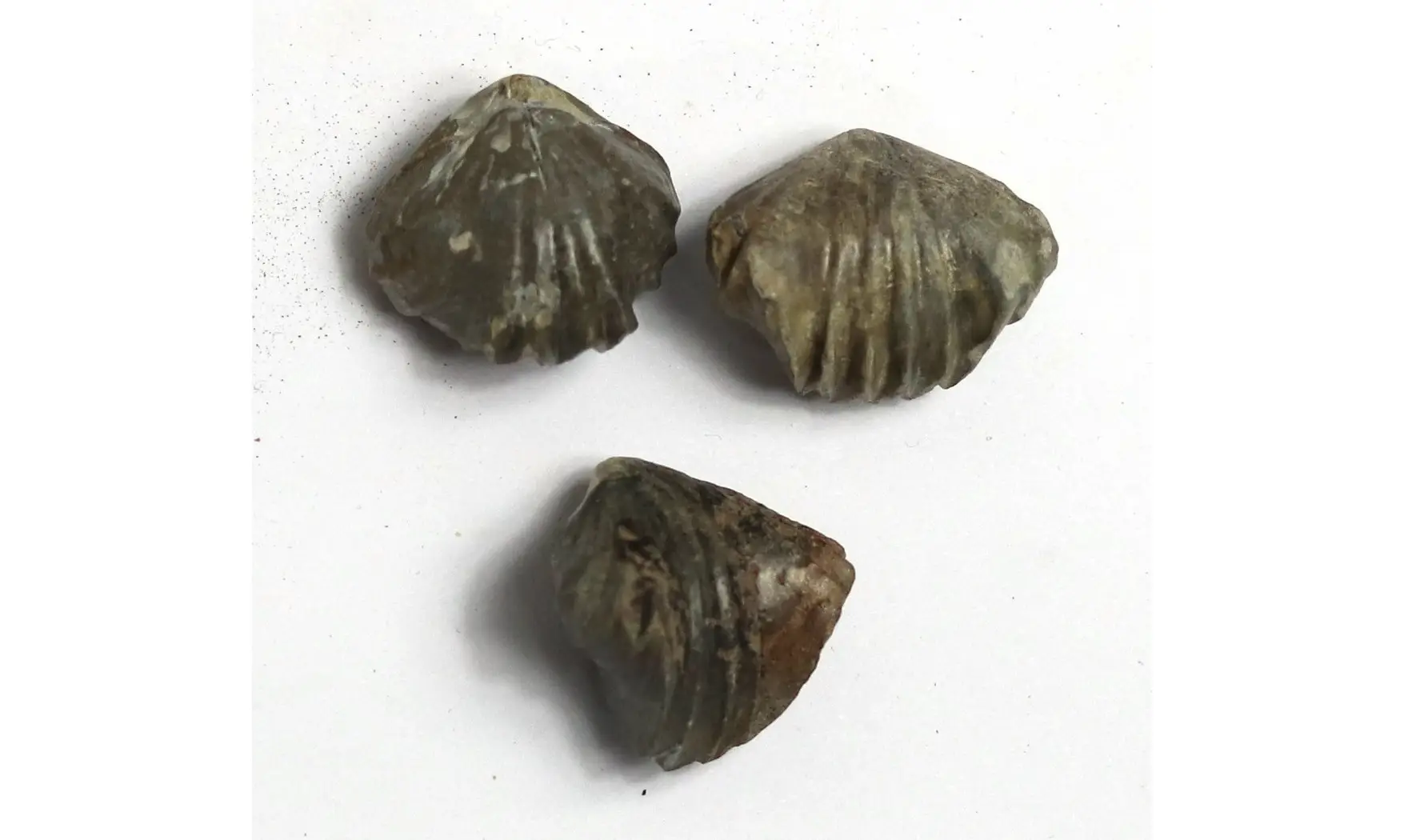 Tetrarhynchia dumbletonensis