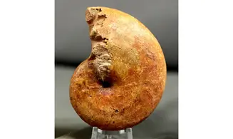 Adabofoloceras madagascariense