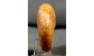 Adabofoloceras madagascariense