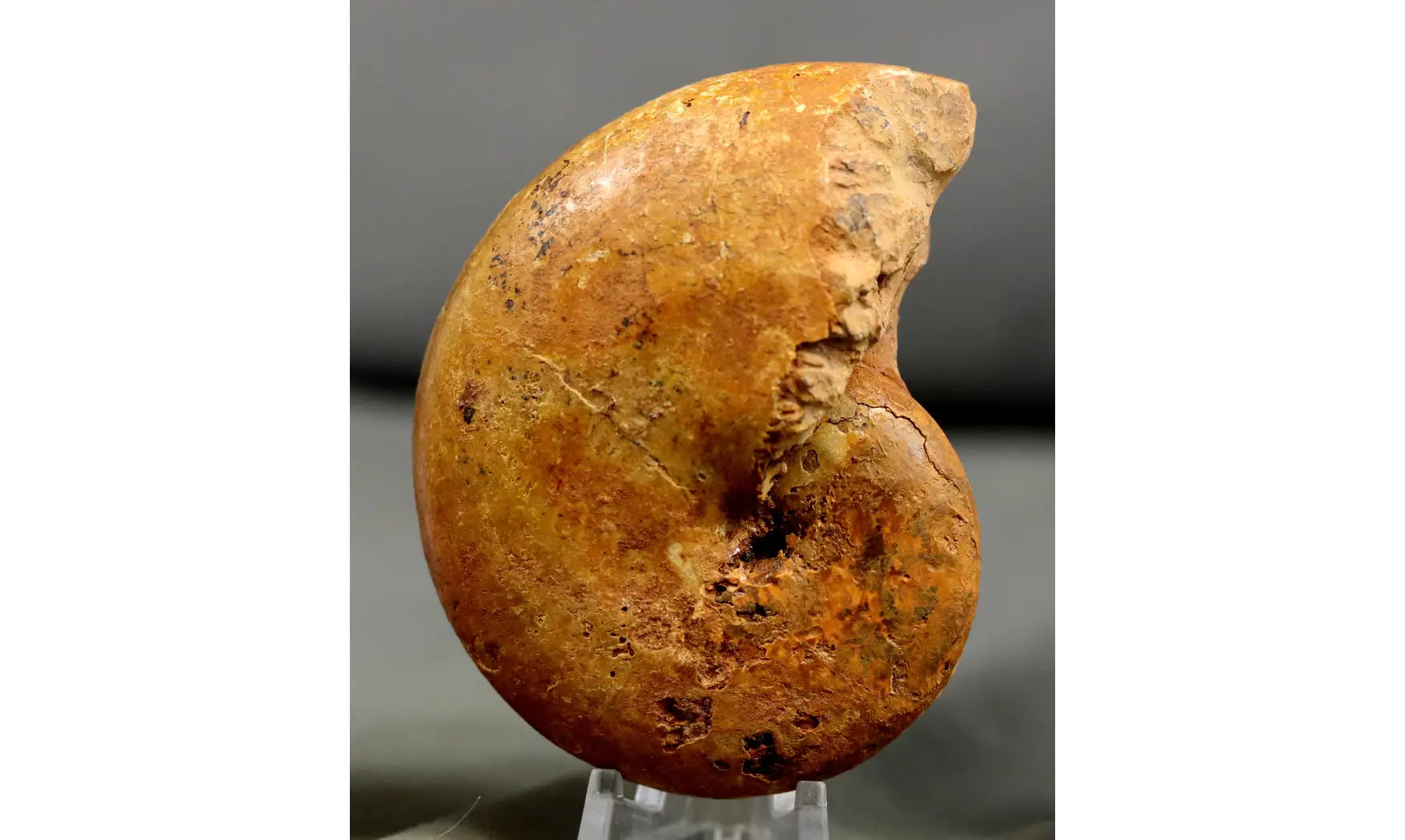 Adabofoloceras madagascariense