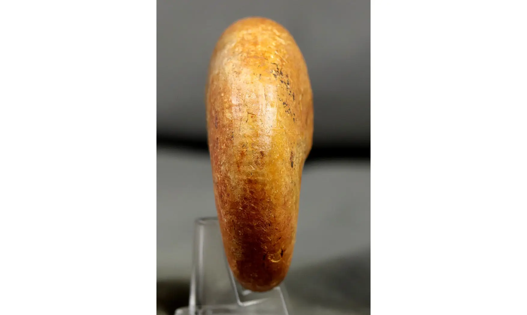 Adabofoloceras madagascariense