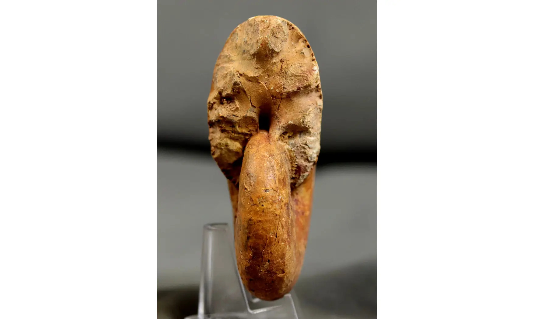 Adabofoloceras madagascariense
