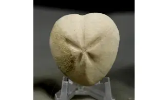 Micraster coranguinum