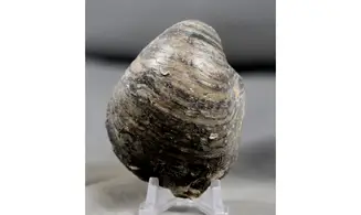 Gryphaea dilatata