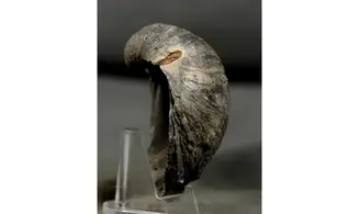 Gryphaea dilatata