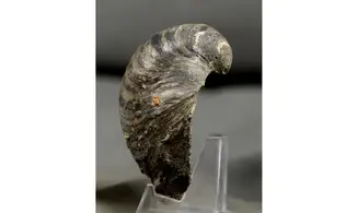 Gryphaea dilatata