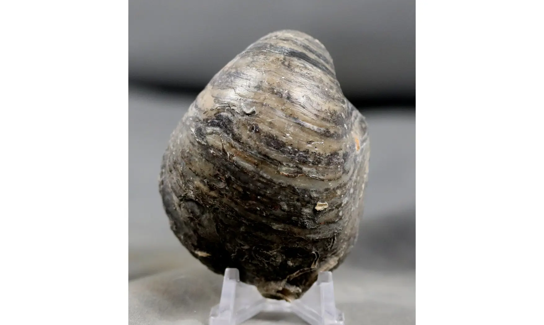 Gryphaea dilatata