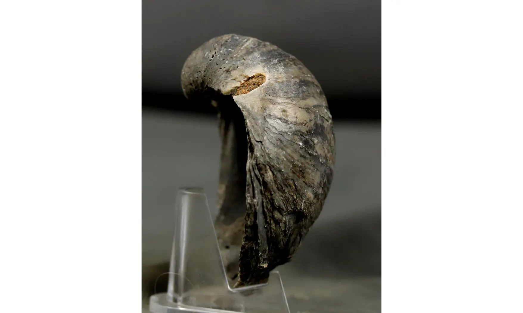 Gryphaea dilatata