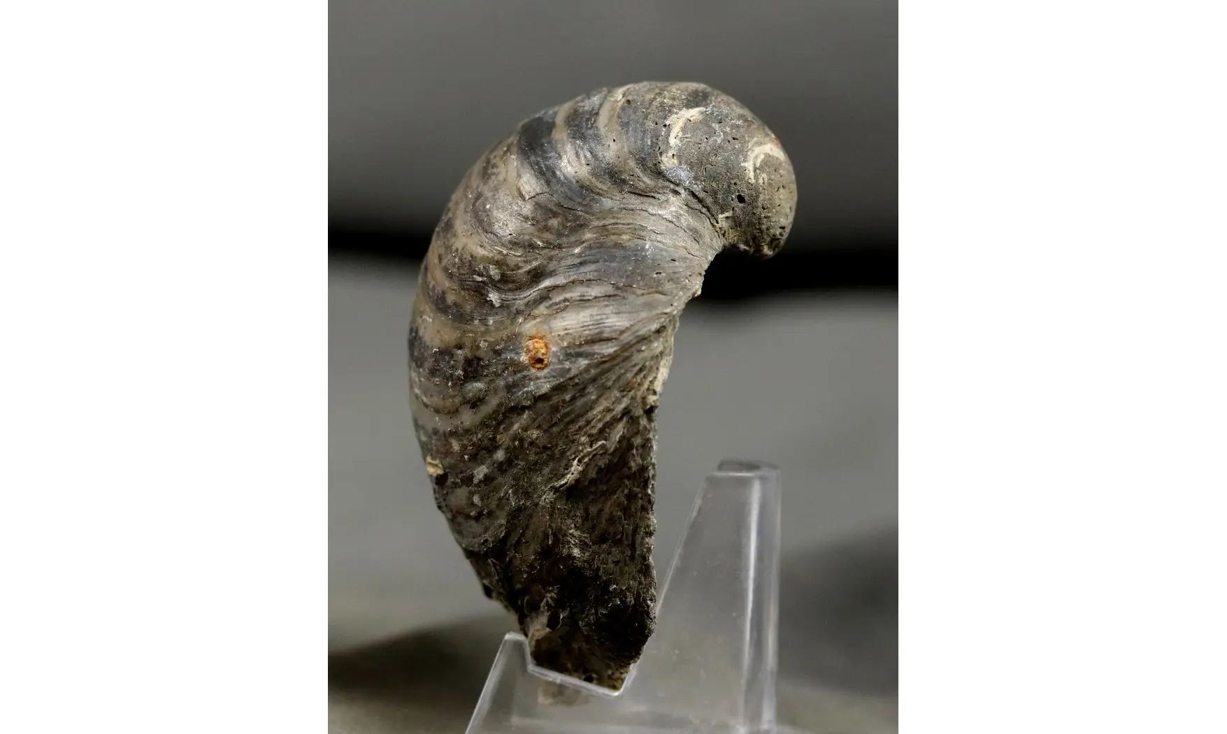 Gryphaea dilatata