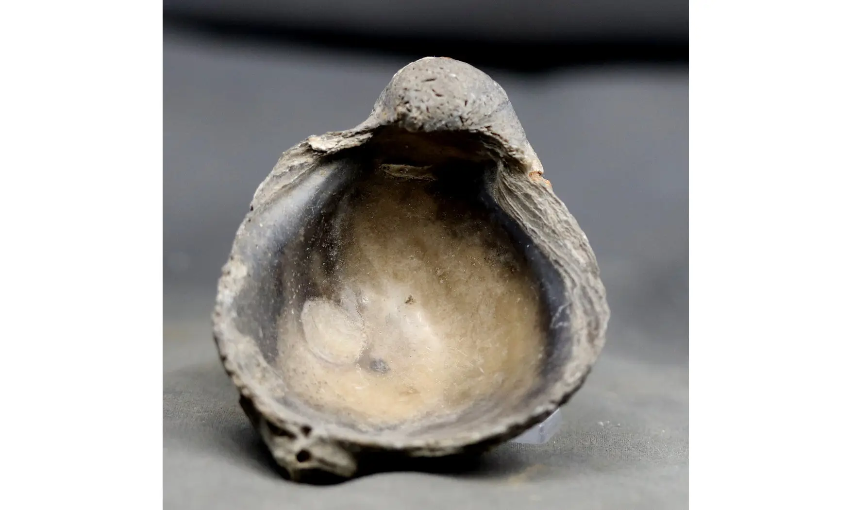 Gryphaea dilatata