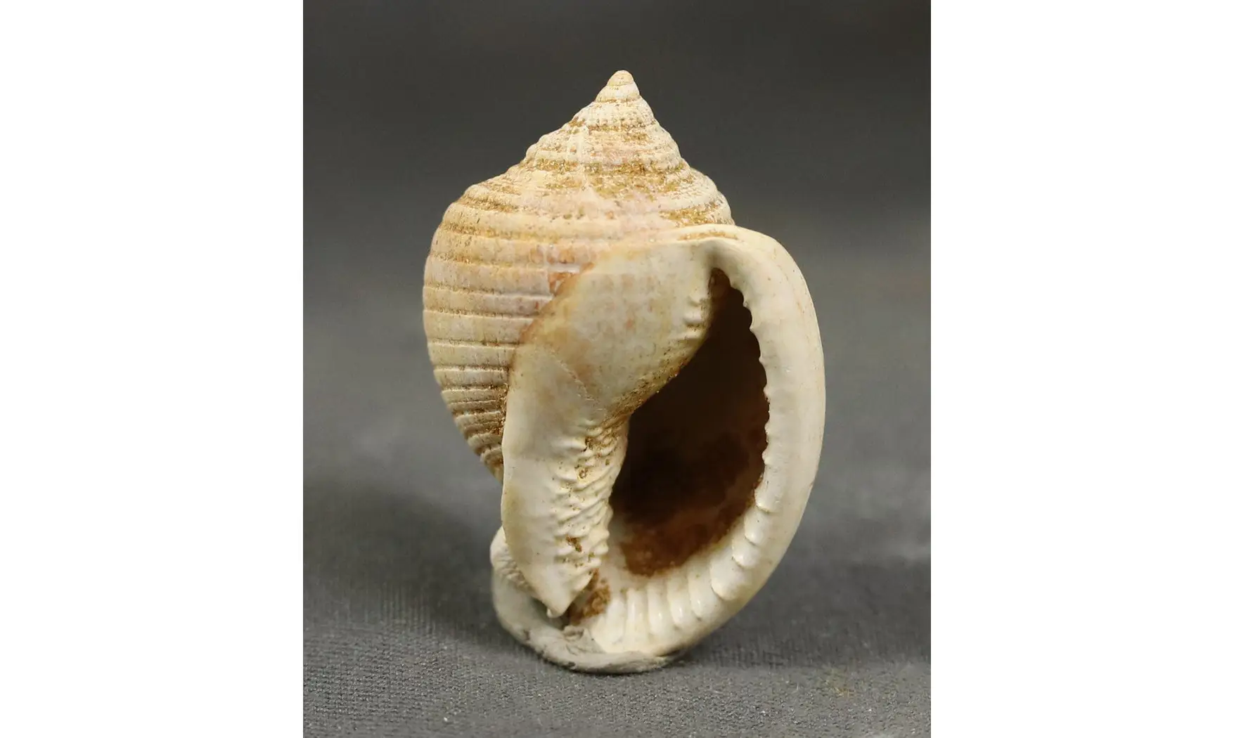 Semicassis grateloupi