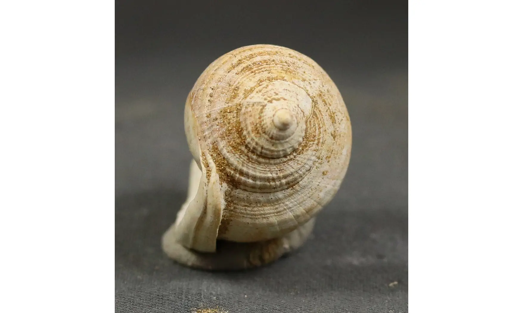 Semicassis grateloupi