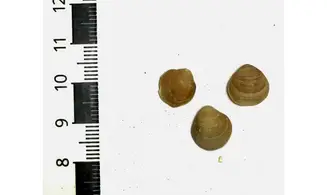 Magas chitiniformis