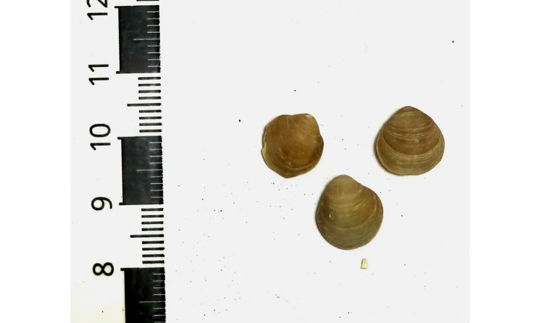 Magas chitiniformis