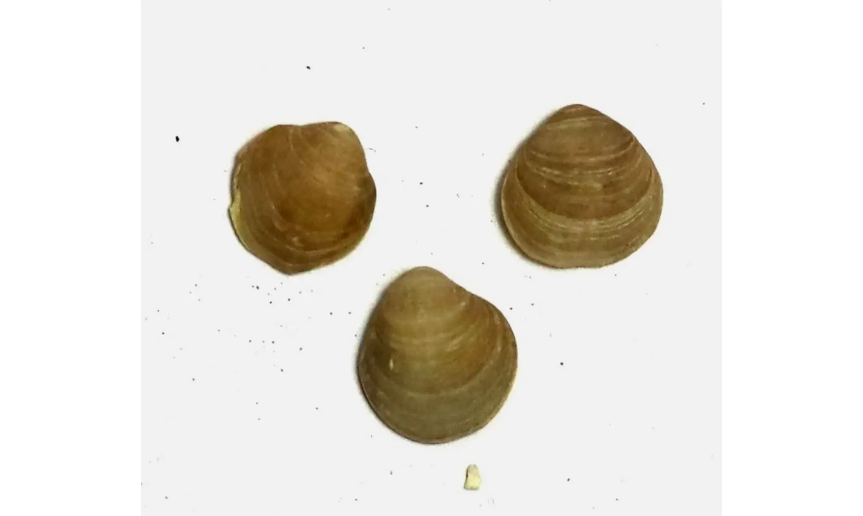 Magas chitiniformis