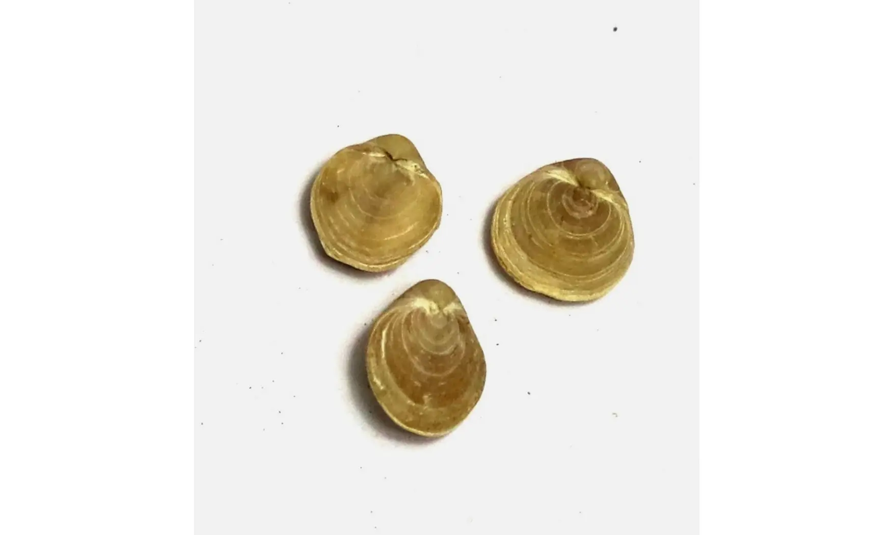 Magas chitiniformis
