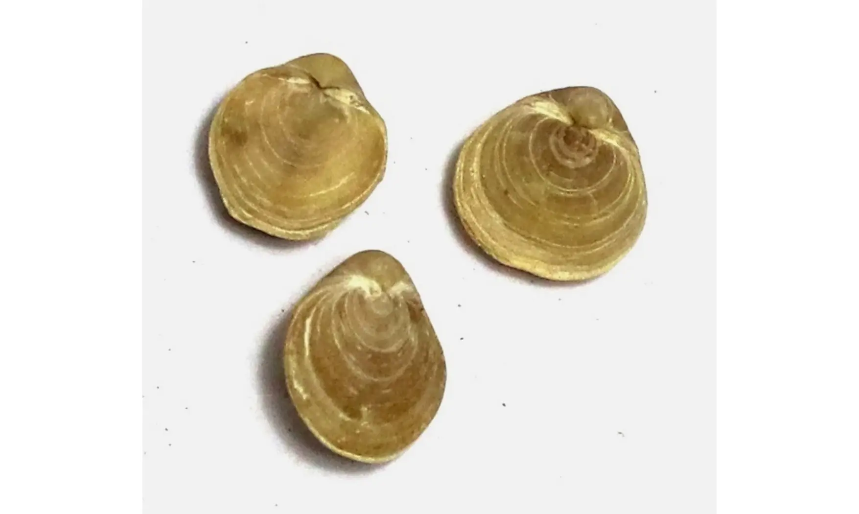 Magas chitiniformis