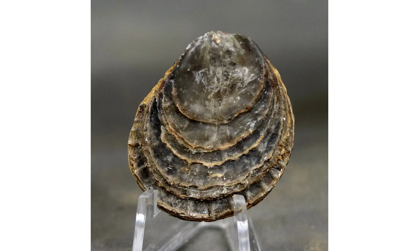 Plicatula spinosa