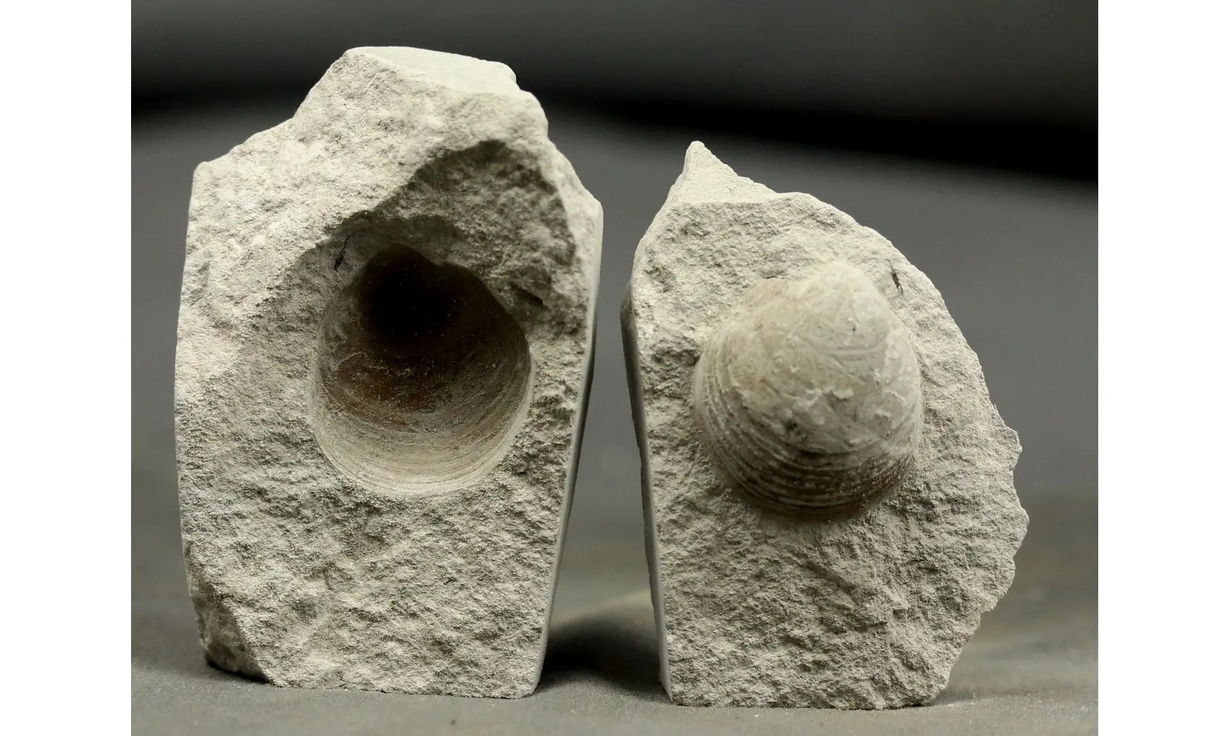 Protocardia