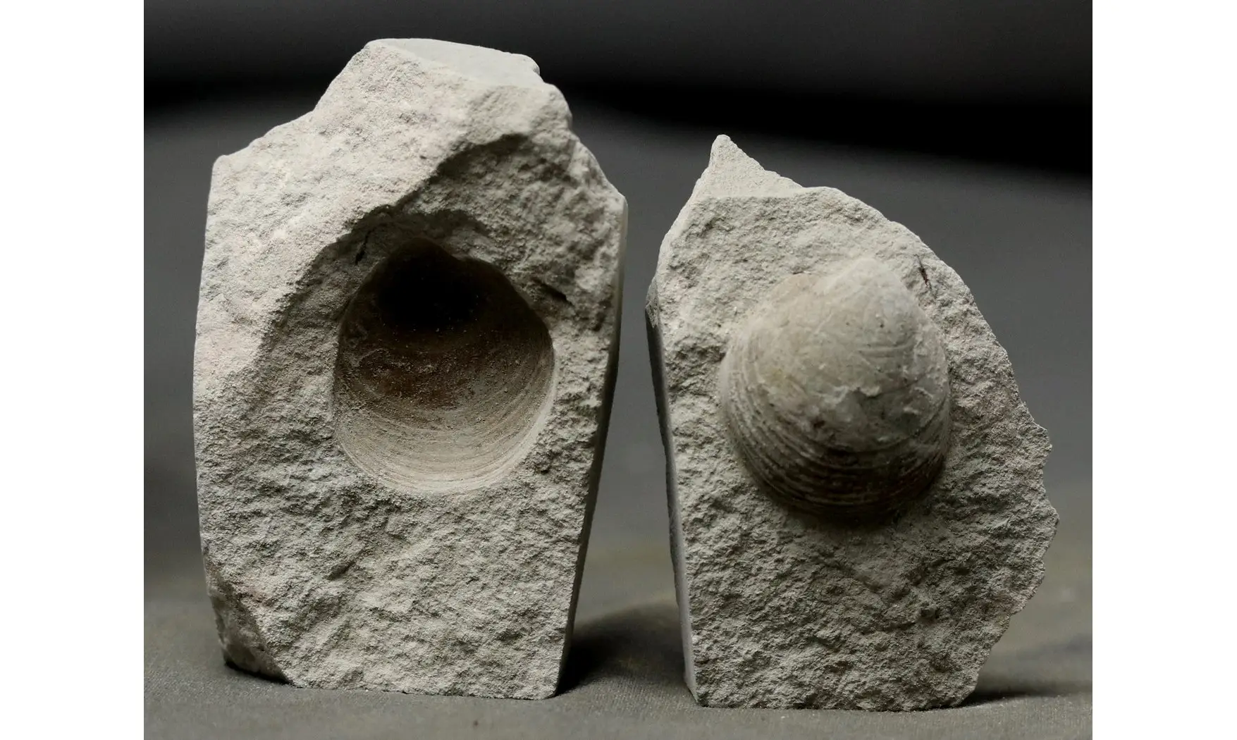 Protocardia
