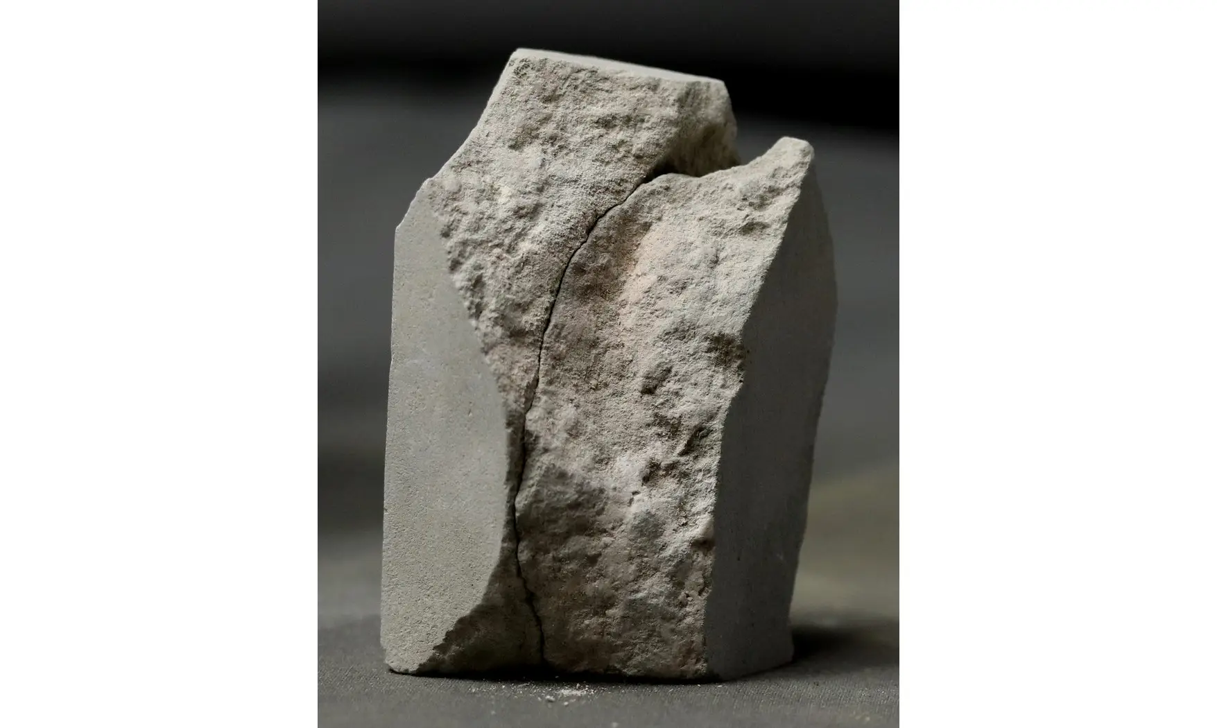 Protocardia